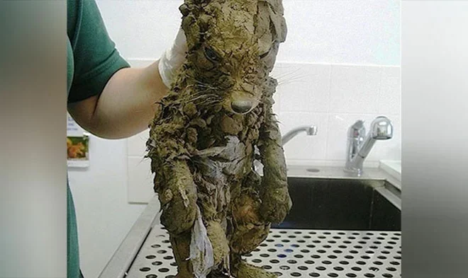 A veterinarian believed they had discovered a dirty puppy covered in mud. However, upon cleaning off the mud, they uncovered a completely unexpected surprise