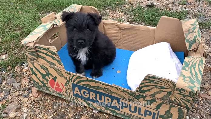 Puppy Discovers Joy and a Fresh Start After Being Abandoned in a Box at a Shelter