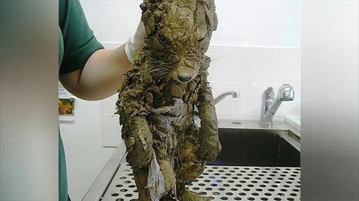 A veterinarian believed they had discovered a dirty puppy covered in mud. However, upon cleaning off the mud, they uncovered a completely unexpected surprise