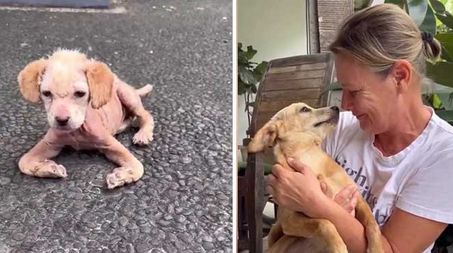 Puppy with a Severe Deformity Makes a Miraculous Recovery, Thanks to the Unwavering Dedication of Rescuers