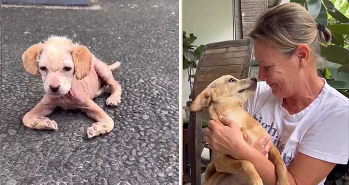 Puppy with a Severe Deformity Makes a Miraculous Recovery, Thanks to the Unwavering Dedication of Rescuers