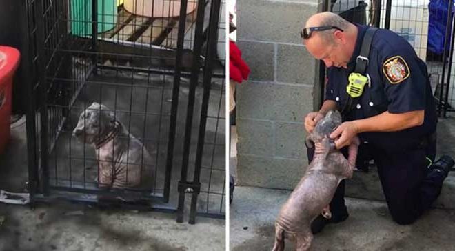 A Firefighter Rescues a Distressed Pitbull Puppy and Adopts Her, Restoring Happiness to Her Life