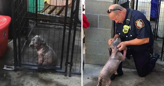 A Firefighter Rescues a Distressed Pitbull Puppy and Adopts Her, Restoring Happiness to Her Life