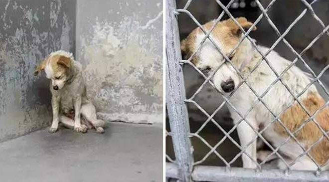 Stray Dog Discovers Joy and Contentment in a Permanent Home Thanks to a Photographer’s Efforts