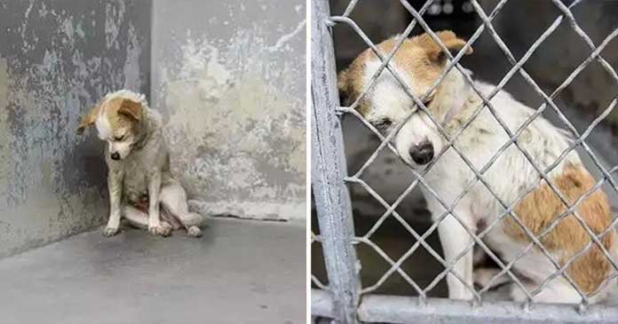 Stray Dog Discovers Joy and Contentment in a Permanent Home Thanks to a Photographer’s Efforts