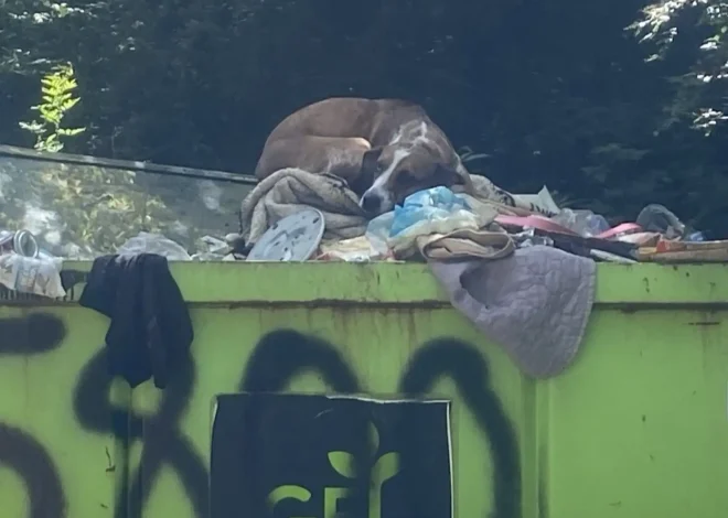 Dog Discarded in Dumpster for Peeing Indoors Amazed by New, Transformed Life