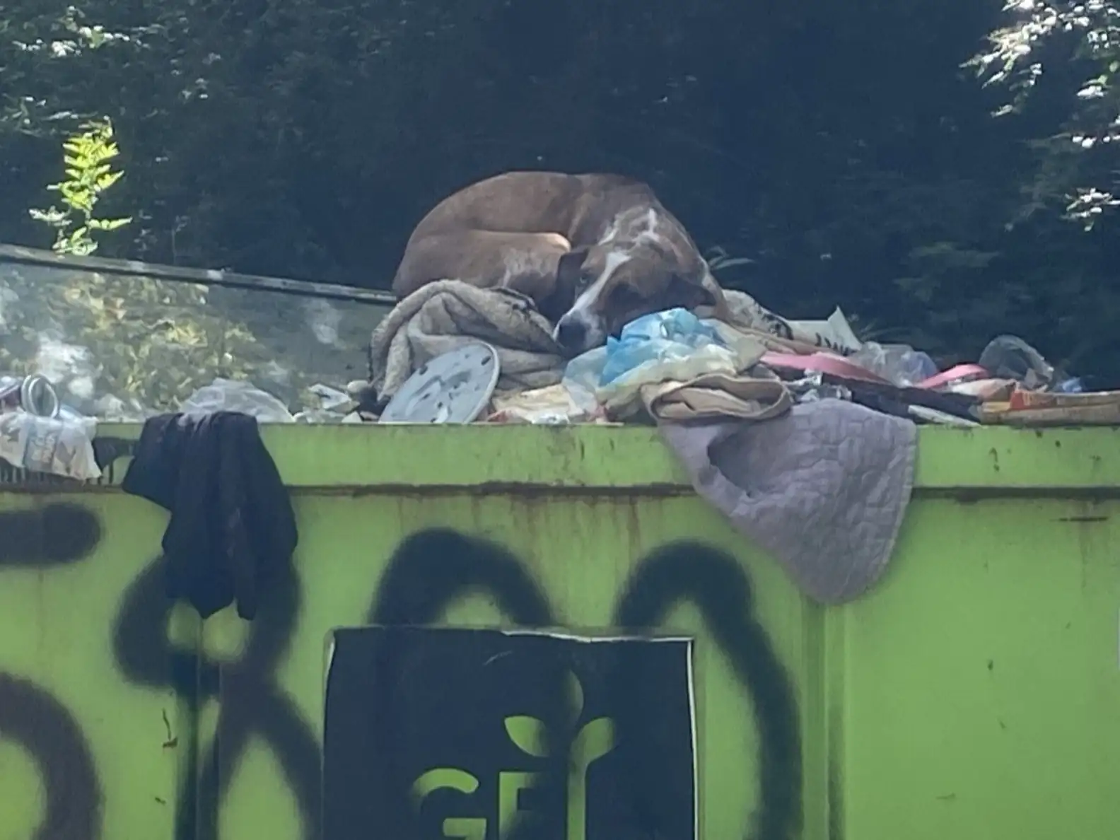 Dog Discarded in Dumpster for Peeing Indoors Amazed by New, Transformed Life