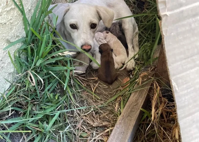 Rescuers Discover a Dog Hiding Beneath the Bushes with a Heartwarming Surprise