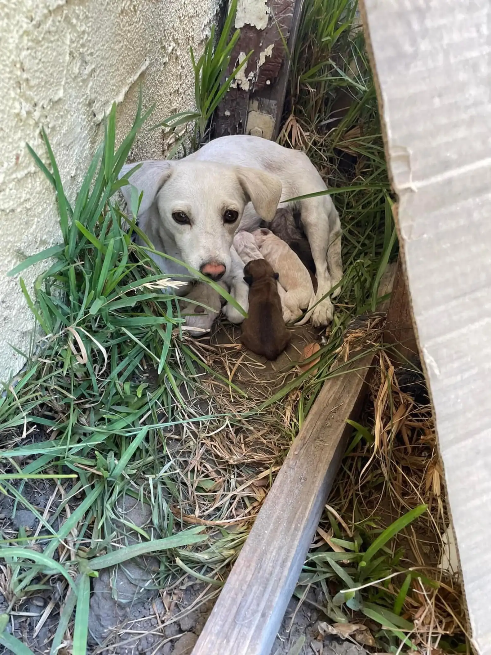 Rescuers Discover a Dog Hiding Beneath the Bushes with a Heartwarming Surprise