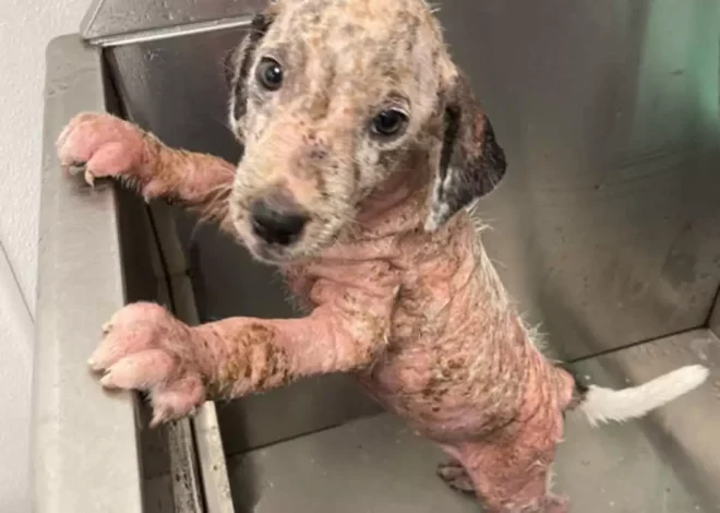 From Neglect to Radiance: The Remarkable Transformation of a Pink, Wrinkly Stray Puppy with Its First Experience of Love