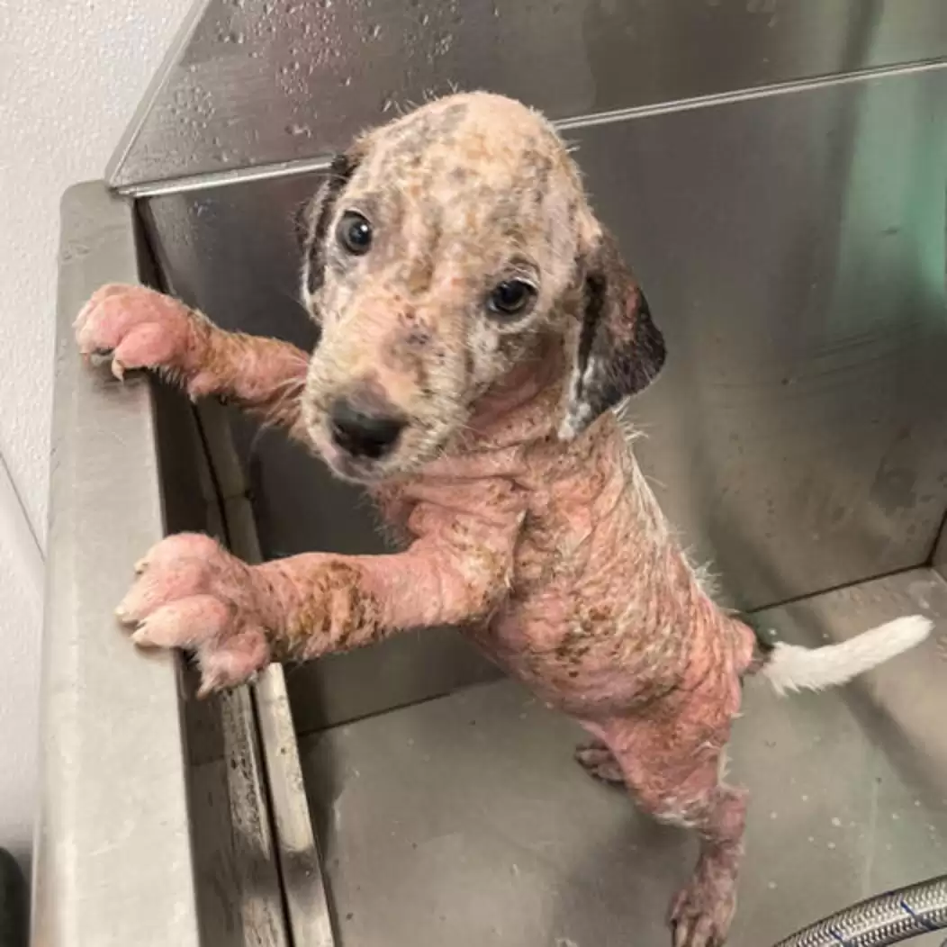 From Neglect to Radiance: The Remarkable Transformation of a Pink, Wrinkly Stray Puppy with Its First Experience of Love