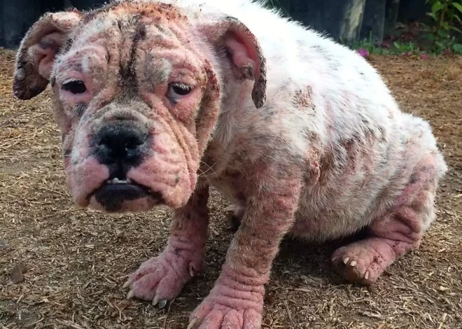 Small Bald Bulldog Discovered Roaming the Streets Completely Alone