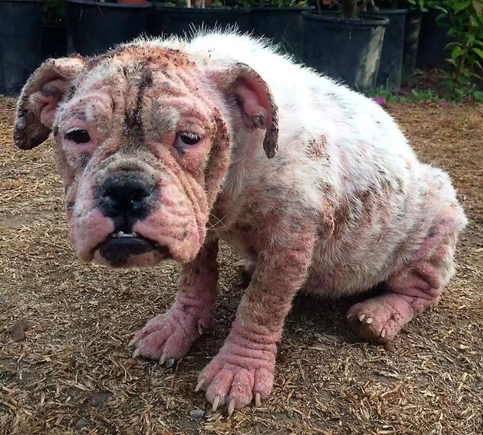 Small Bald Bulldog Discovered Roaming the Streets Completely Alone