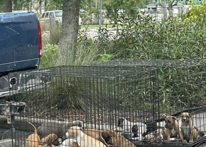 A man pulls into a 7-Eleven parking lot and discovers sixteen fuzzy babies abandoned in crates