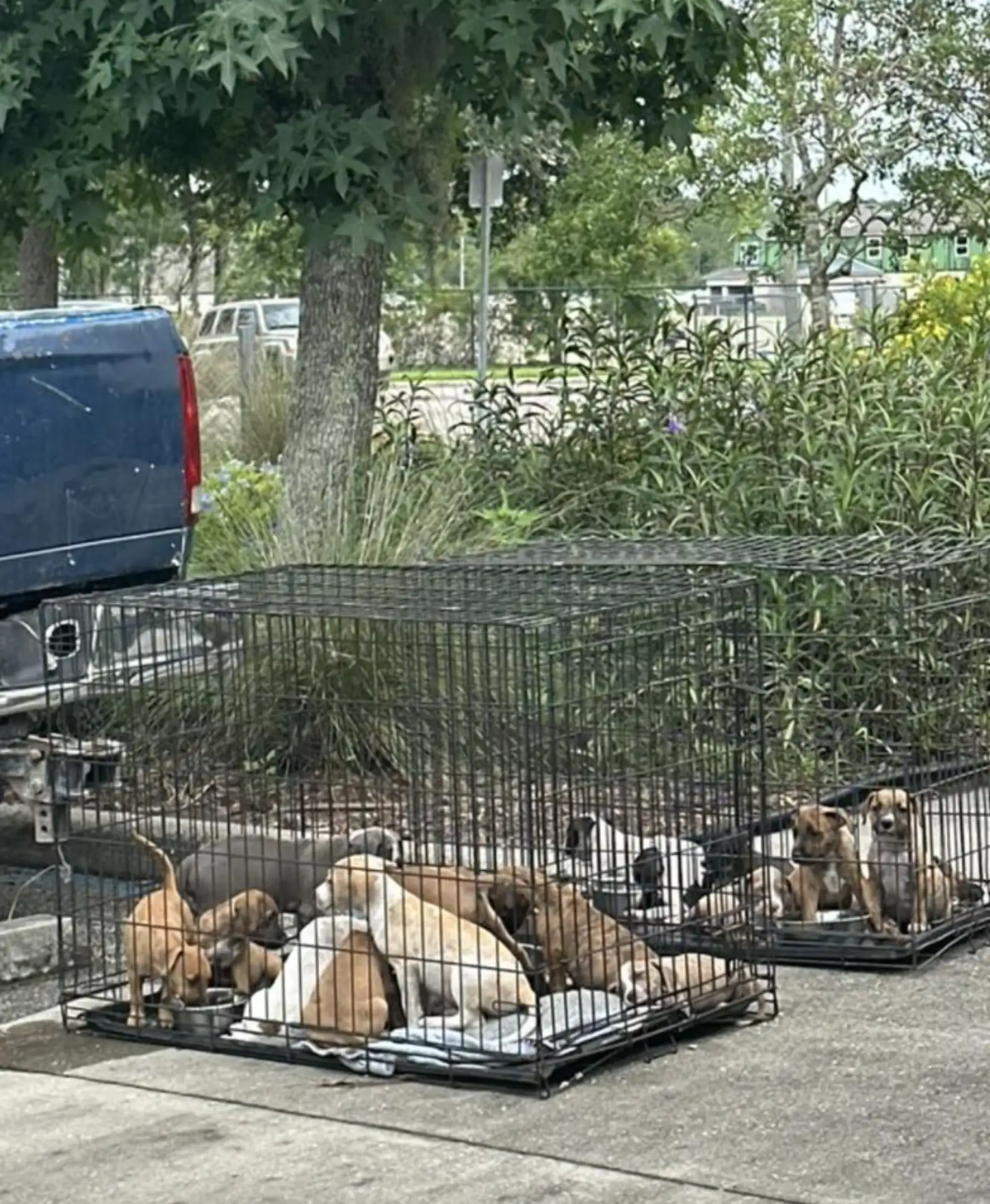 A man pulls into a 7-Eleven parking lot and discovers sixteen fuzzy babies abandoned in crates