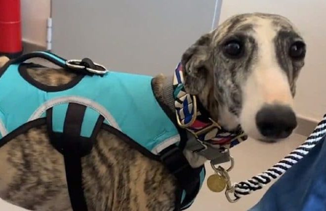 A gaunt, starving dog wept from hunger after being left behind by its owner, but eventually encountered the kindness and affection of a compassionate stranger who crossed its path