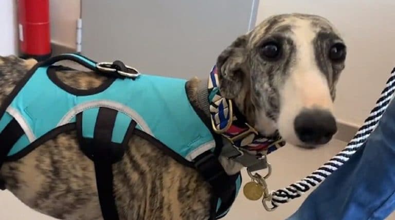 A gaunt, starving dog wept from hunger after being left behind by its owner, but eventually encountered the kindness and affection of a compassionate stranger who crossed its path