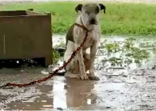 Abandoned Dog Chained by Its Owner is Unable to Lie Down and Desperately Wishes for One Thing