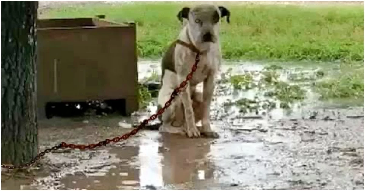 Abandoned Dog Chained by Its Owner is Unable to Lie Down and Desperately Wishes for One Thing