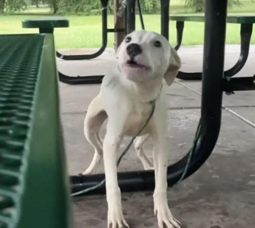 Puppy Left Bound to Picnic Table Whimpers for Help