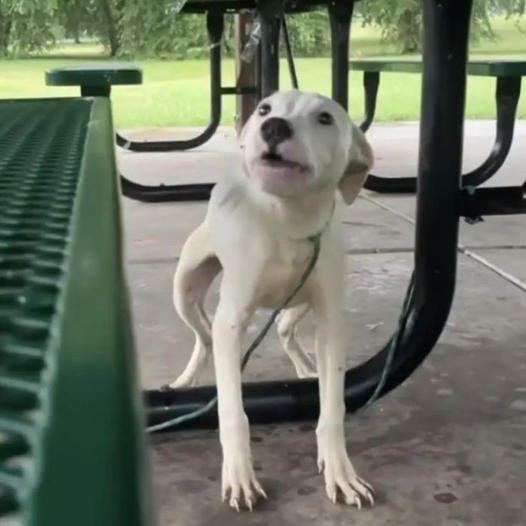 Puppy Left Bound to Picnic Table Whimpers for Help