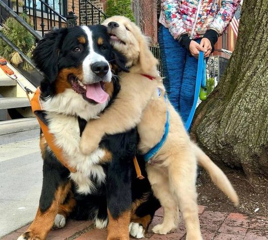 This touching video features two shelter dogs sharing a warm embrace, conveying their desire for a forever home, touching hearts around the globe