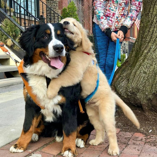 This touching video features two shelter dogs sharing a warm embrace, conveying their desire for a forever home, touching hearts around the globe