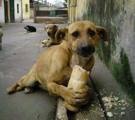 Touching Moment: Hungry Homeless Dog Delighted by a Gift of Bread, Moving Millions