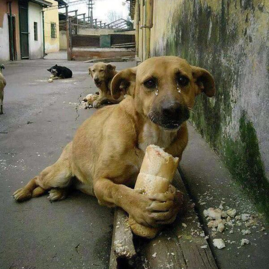 Touching Moment: Hungry Homeless Dog Delighted by a Gift of Bread, Moving Millions