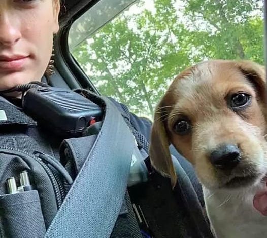 A police officer rescues an injured, abandoned puppy and decides to adopt it