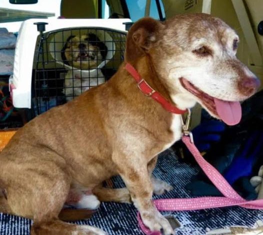 Deaf Dog Begins a ‘Fresh Start’ After 11 Years of Life on the Streets