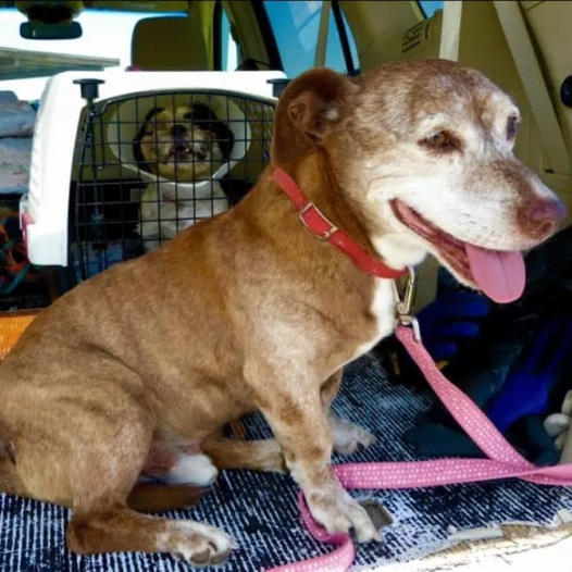 Deaf Dog Begins a ‘Fresh Start’ After 11 Years of Life on the Streets