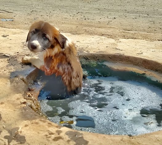 A defenseless puppy stuck in a gutter calls out for help, but no one arrives to save him