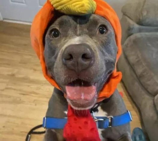 Dog Who Spent Half His Life in a Shelter Still Hopes for a Forever Home