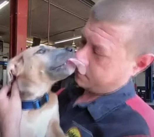 Mechanic Saves Abused Puppy Discovered in a Backpack Retrieved from Dumpster