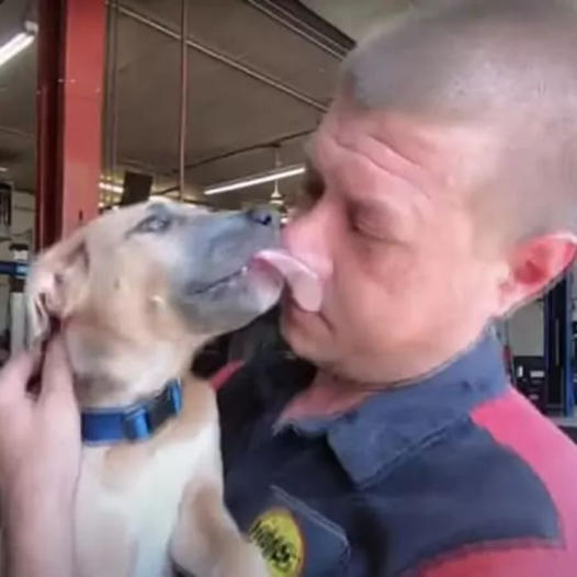 Mechanic Saves Abused Puppy Discovered in a Backpack Retrieved from Dumpster