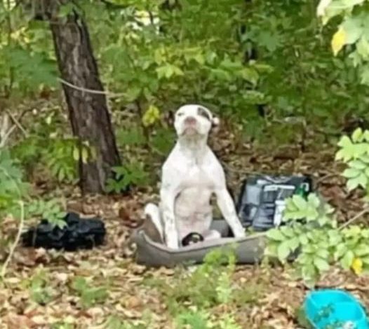 Puppy Abandoned in Forest Along with His Belongings Awaits Someone to Rescue Him