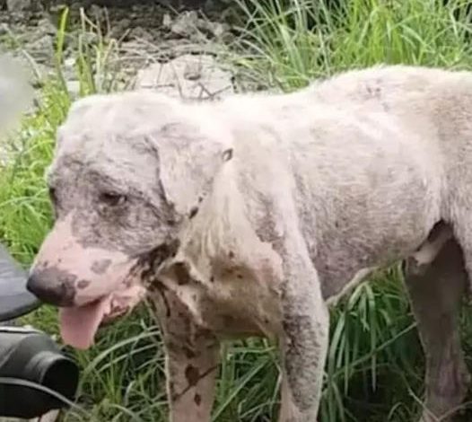 Gas Station Dog Seemed Distant, But Man Realizes What He Truly Needed