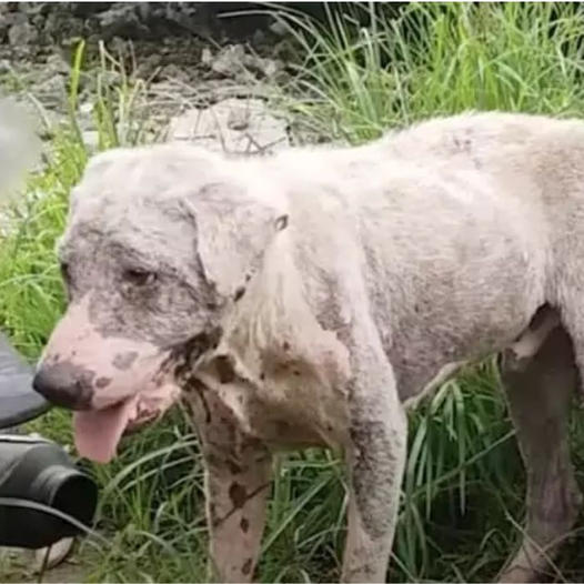 Gas Station Dog Seemed Distant, But Man Realizes What He Truly Needed