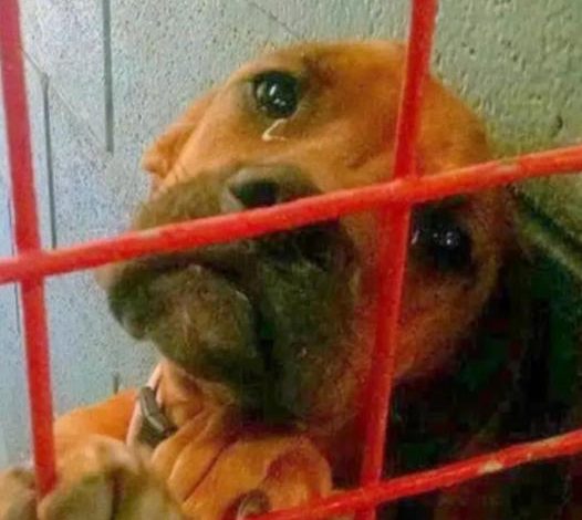 Dog ‘Cried’ All Night, Shelter Posts Photo as a ‘Last Resort’ for Adoption