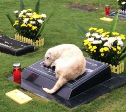 Loyal Dog’s Emotional Quest: After Months of Searching, She Discovers and Sleeps Forever Beside Late Owner