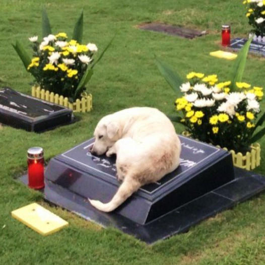 Loyal Dog’s Emotional Quest: After Months of Searching, She Discovers and Sleeps Forever Beside Late Owner