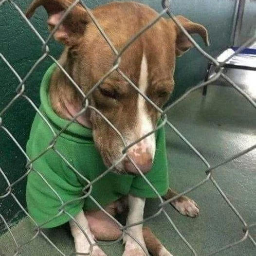 devastating: Grieving Dog Holds Onto Precious Memories, Weeping in Shelter While Dressed in Christmas Sweater from Late Owner