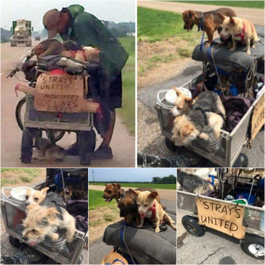 A man without a home dedicates his life to saving stray dogs, transforming his personal hardship into a mission to provide them with the care and shelter they urgently require