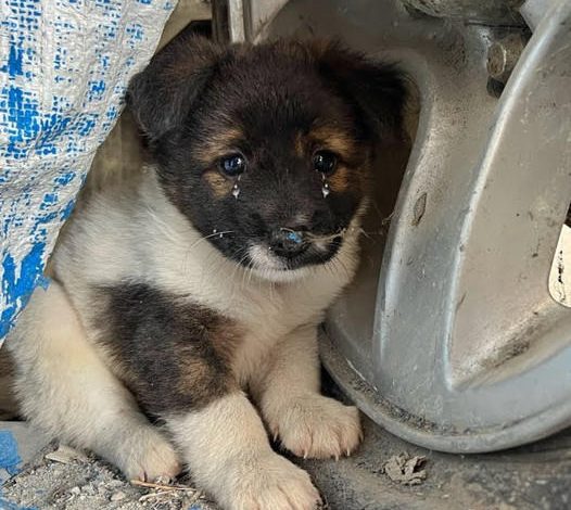 The abandoned puppy cried out in distress, its small body shaking with fear, but ultimately found solace and joy after being rescued