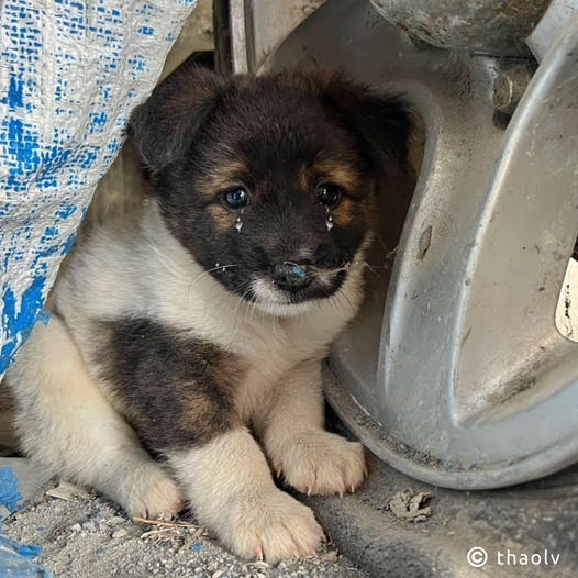 The abandoned puppy cried out in distress, its small body shaking with fear, but ultimately found solace and joy after being rescued