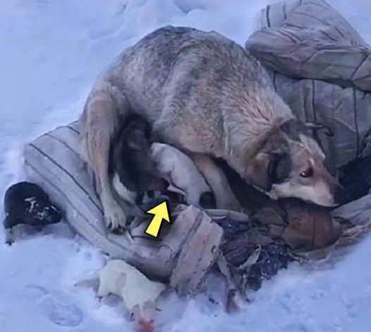 Brave Mother Dog Searches for Comfort and Help After Welcoming 10 Puppies in the Cold Snow of Northern America