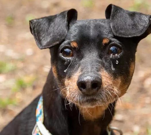 The dog wept as his owner left him behind at the shelter