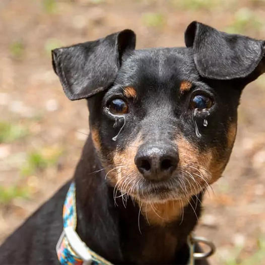 The dog wept as his owner left him behind at the shelter