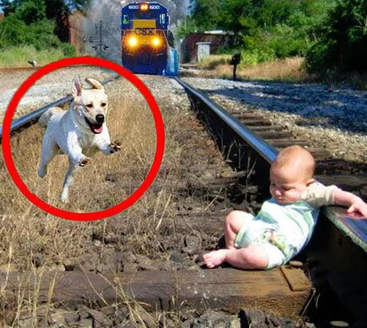 Miracle on the Rails: A Faithful Dog’s Brave Attempt to Rescue an Abandoned Baby Ignites Worldwide Inspiration